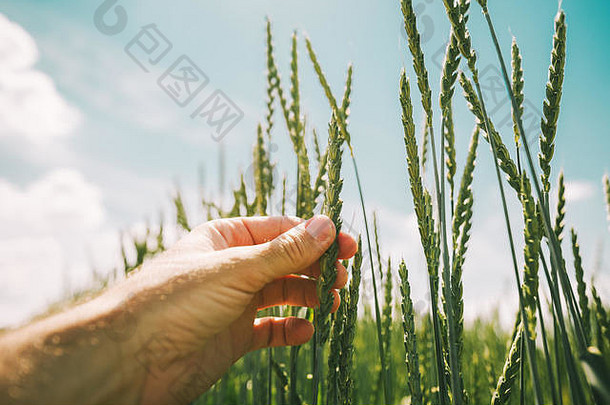 农民在耕地上检查小麦作物的发育情况，用手触摸植物耳朵的特写镜头