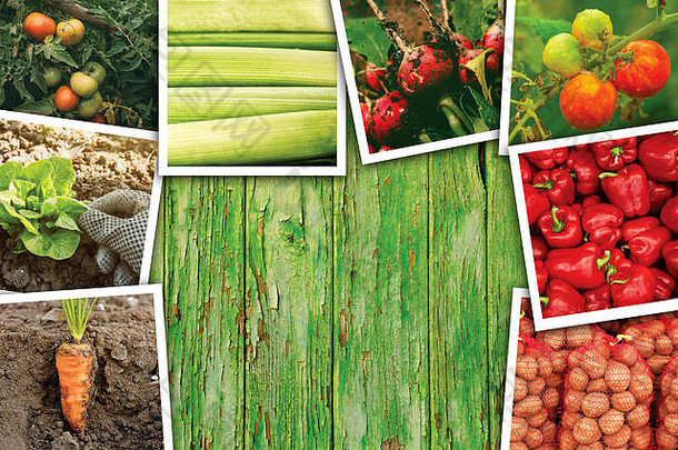 蔬菜种植和生长，木制背景上的照片拼贴作为空间