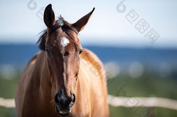 一匹棕色的马直视前方，背景是大海、蓝天和树木。这只动物的前额上有一块白斑。