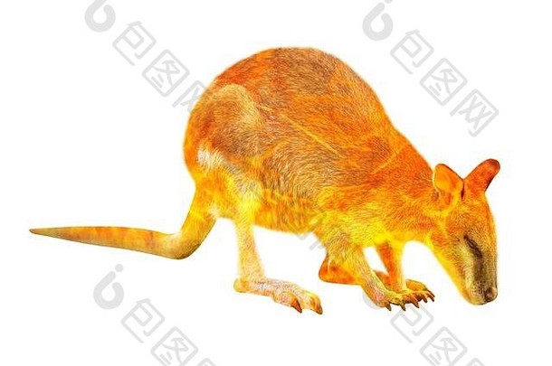作文小袋鼠野生动物澳大利亚bushfires小袋鼠火孤立的白色背景捕食鲁弗格里修斯物种