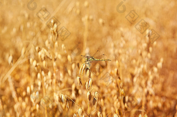 蜻蜓目蜻蜓燕麦