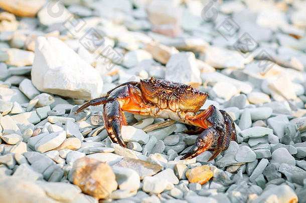 海边岩石海岸上的海蟹。