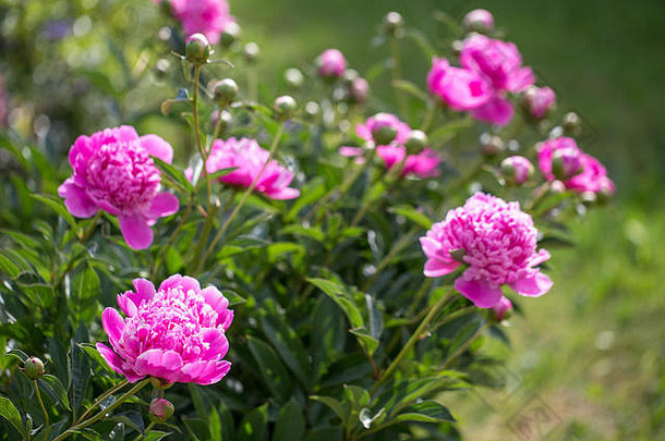 粉红色的牡丹花园盛开的粉红色的牡丹特写镜头美丽的粉红色的牡丹花