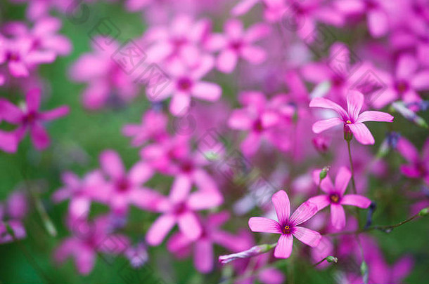 花温柔的粉红色的花瓣特写镜头背景
