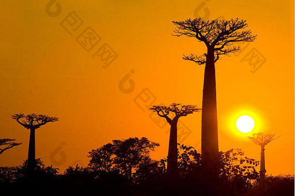 大道猴面包树日落一般视图马达加斯加优秀的插图