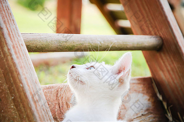 白色小猫蓝色的灰色的眼睛木摇摆不定的集