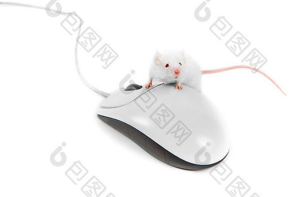白色背景的计算机鼠标上的白色鼠标