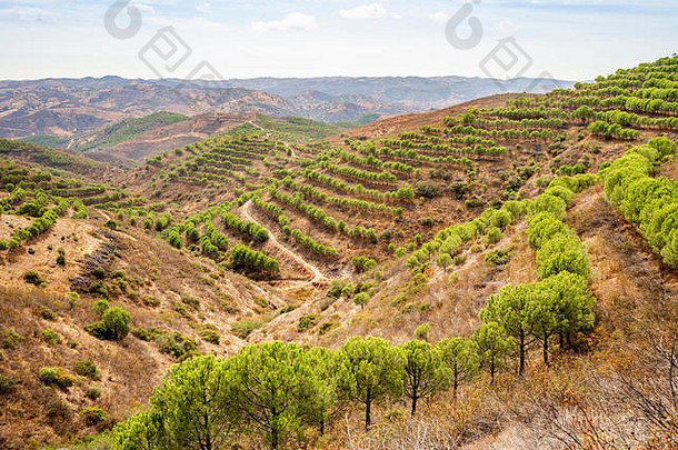 松森林卡乔波北部部分阿尔加夫葡萄牙