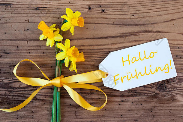 黄色的水仙，标签，哈罗·弗雷林的意思是你好春天