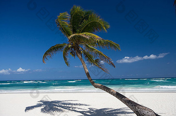 墨西哥图卢姆海滩上的棕榈树