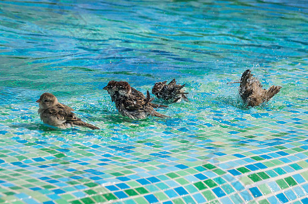 野麻雀在浅水游泳池里游泳