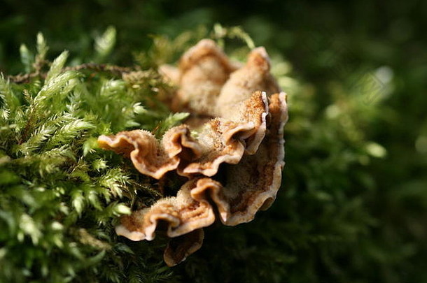 多毛的窗帘地壳真菌韧革菌属分子