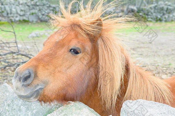 非洲<strong>野马</strong>。一匹眼睛水平、头发呈金棕色的小马正在看摄像机。友好的表情。阴天