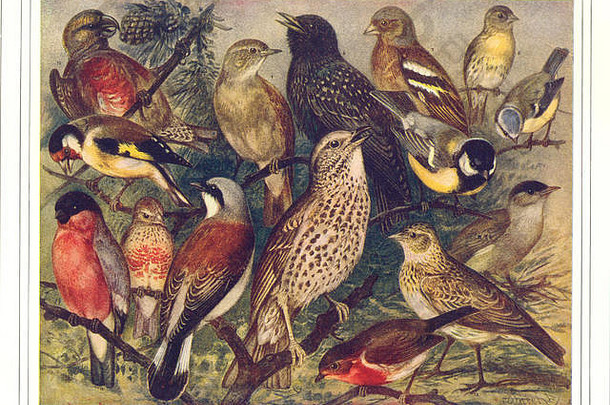 鸣禽：罗宾·布莱克普伯劳椋鸟锡斯金金翅雀红雀云雀，1907年
