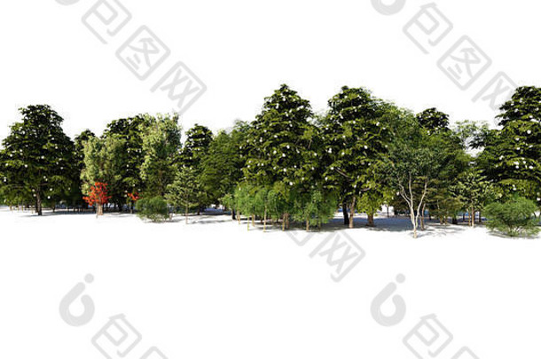 用于建筑背景的一组原始树的3d渲染，使用白色隔离