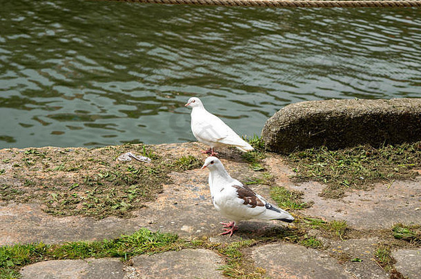 两只鸽子站在查尔斯敦港墙旁