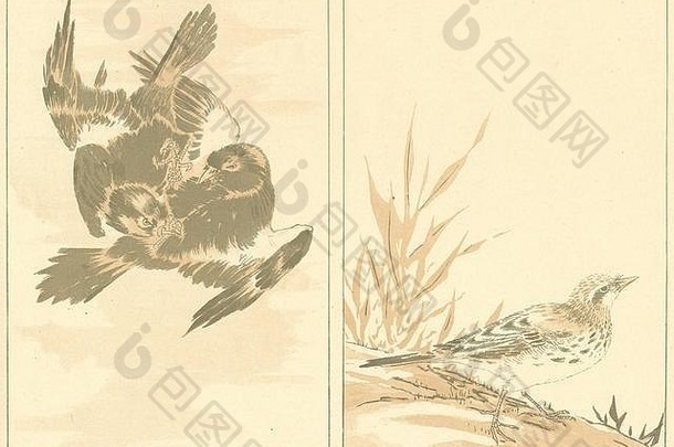 日本鸟类1890古董复古印刷图片