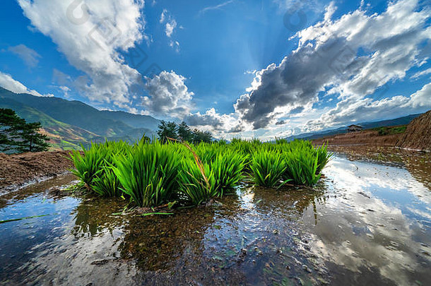 越南延白木仓斋梯田上的水稻和水与菲律宾吕宋岛北部巴塔的伊夫高水稻梯田是同一世界遗产。鸟瞰图