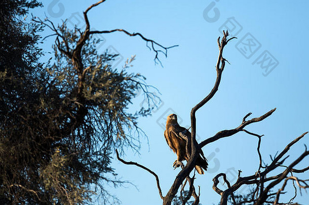 树上的黄褐色老鹰