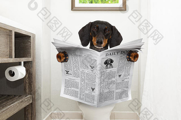 腊肠狗或香肠狗，因消化问题或便秘坐在马桶座上看八卦杂志或报纸