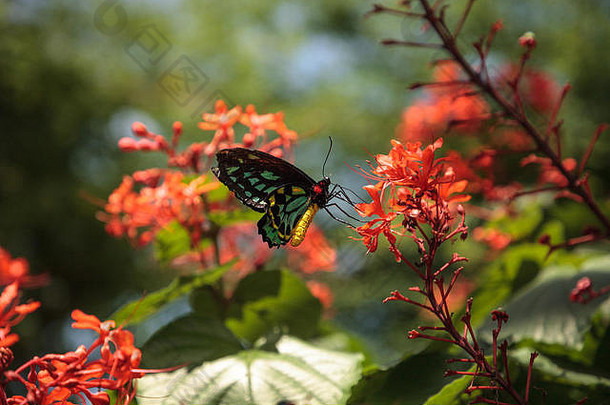 凯恩斯鸟蝶栖息在花园的一棵树上。这种植物是澳大利亚特有的。