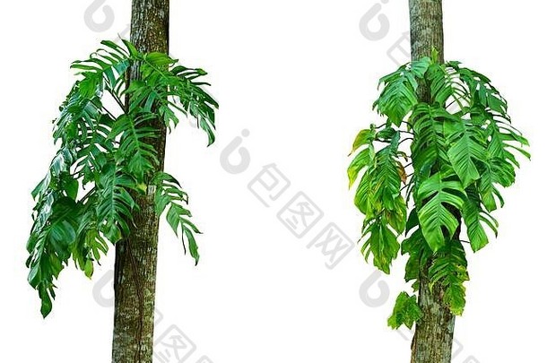 集合monstera叶孤立的白色背景热带植物图像大决议桌面壁纸