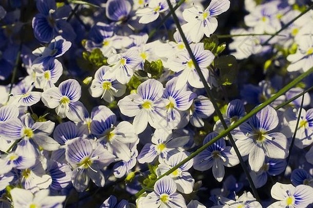 维罗妮卡丝状纤细的婆婆纳属的植物白色蓝色的花背景