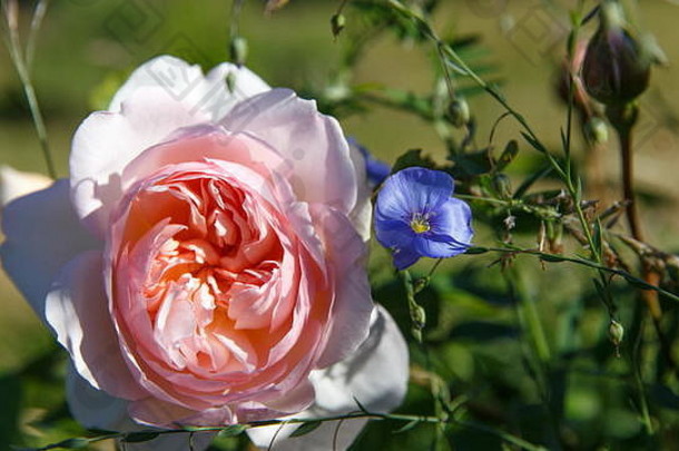 阳光明媚的日子花园里盛开的玫瑰。大卫·奥斯汀站了起来，温柔的赫敏。