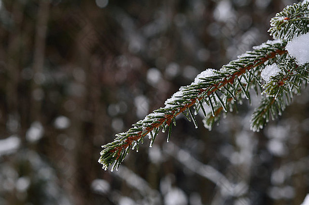 冬天的<strong>树</strong>枝上有霜。