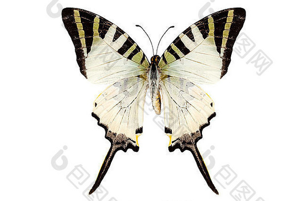 蝴蝶物种青凤蝶属反噬剂孤立的白色背景