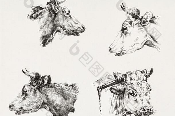国内牛牛引导古董手画插图有关农业挤奶乳制品国内生活方式