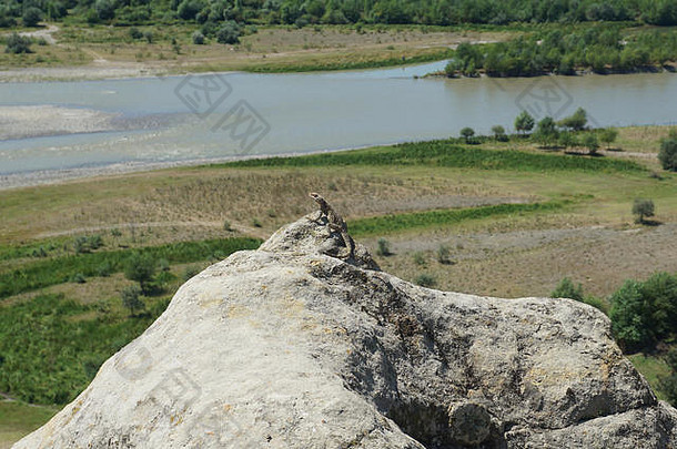Uplistsikhe石头蜥蜴岩石享受生活景观