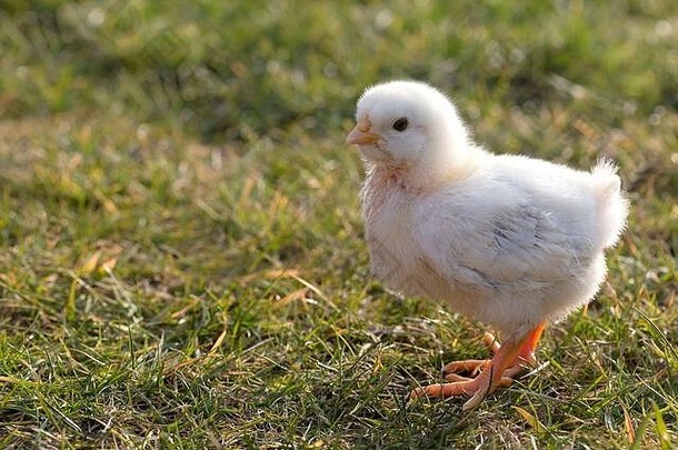 户外草地上新生的小鸡
