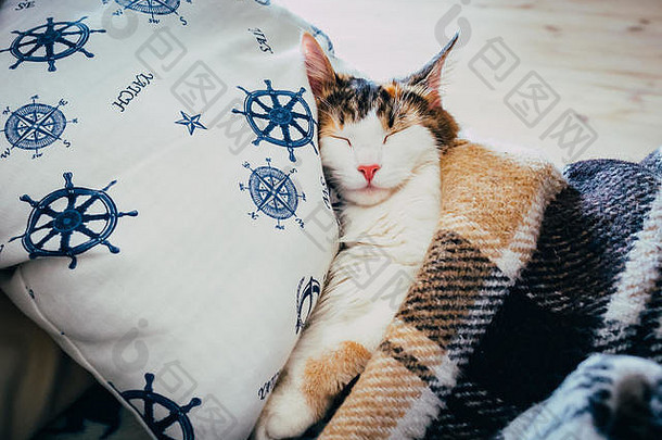 可爱的卡洛科猫躺在床上的毯子下。