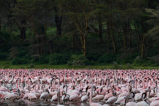 较小的火烈鸟湖条件肯尼亚