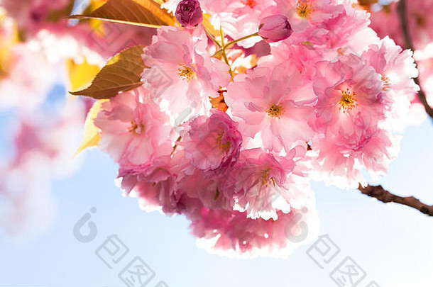 春天的樱花。美丽的粉红色花朵