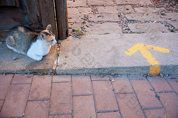 门旁边有一只猫，路上画着黄色的箭头