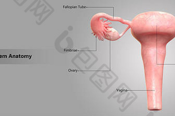 女生殖系统标签设计解剖学