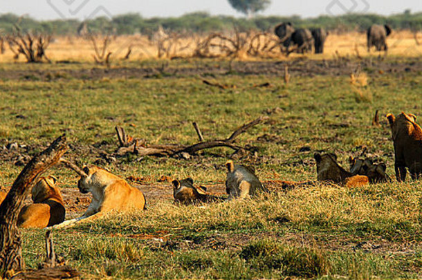 11只非洲狮和幼狮的骄傲在部分荫凉处休息，同时在开阔的平原上观看它们的下一顿饭