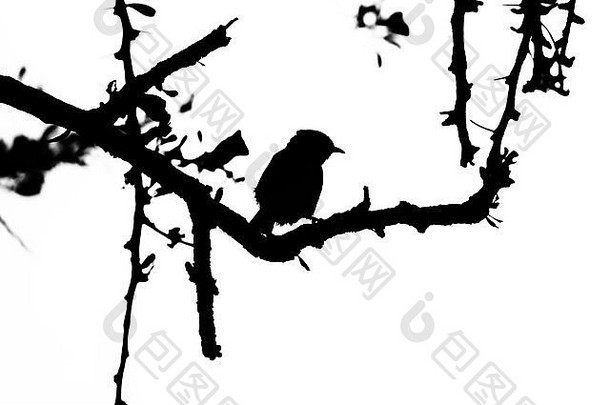 荆棘<strong>树</strong>剪影中的黑白小鸟