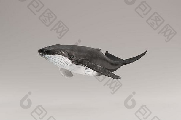 座头鲸3d插图3d渲染