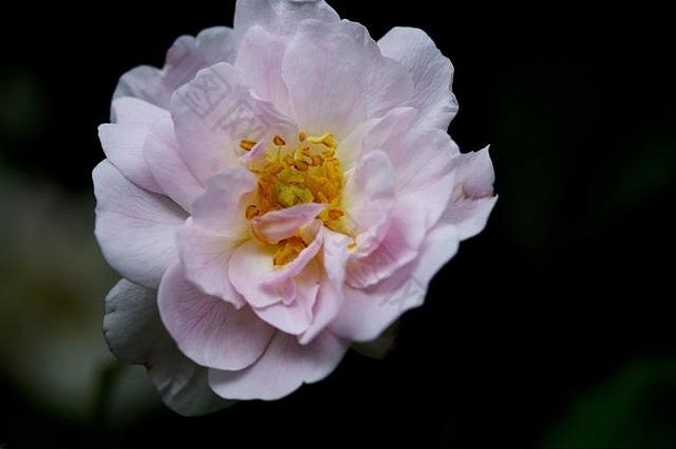 宏照片花狗玫瑰蔷薇属叶植物盛开的早期6月埃克塞特德文郡