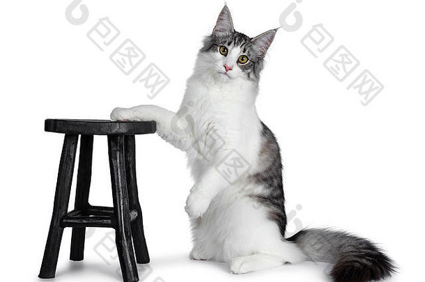 可爱的<strong>黑银</strong>双色斑点斑斑虎斑挪威森林猫小猫，坐在<strong>黑</strong>色小木凳旁的后爪上。用gre看摄像机