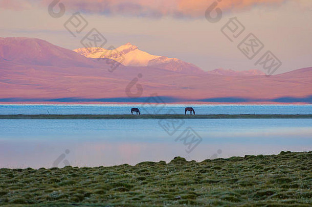 吉尔吉斯斯坦日出时，松库尔湖（Song kul lake）和紫金山（purple mountain）为背景