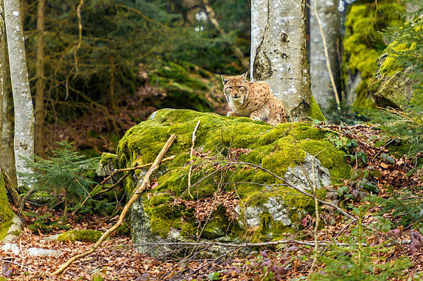 美丽的欧亚猞猁（Lynx Lynx）被描绘成蜷缩在一块岩石露头上，在一个遥远的森林冬天。背景