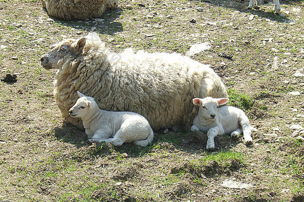 农村农家院子里的绵羊、母羊和羔羊