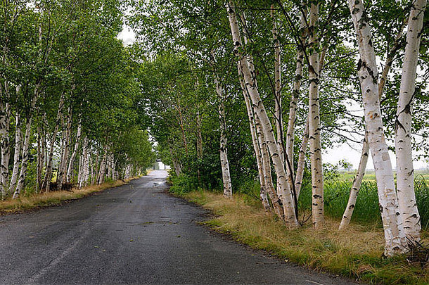 在加拿大芬迪的新不伦瑞克湾，铺好路面的车道上的纸白色桦树通向一座有盖的桥