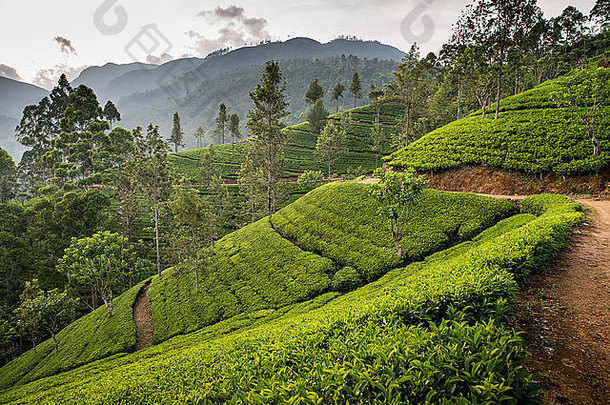 茶种植园亚当斯峰斯里兰卡斯里兰卡亚洲