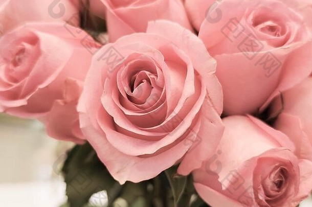 情人节、母亲节或妇女节的明信片或邀请函的粉色玫瑰背景。芳香疗法化妆品背景。比蒂沙龙