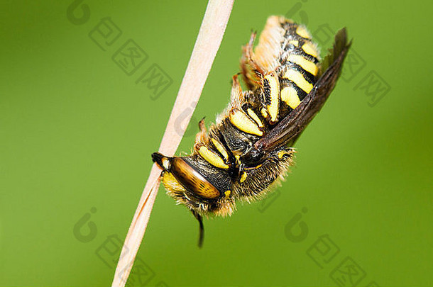 绿色隔离的泥灰蜜蜂（Colletidae科）